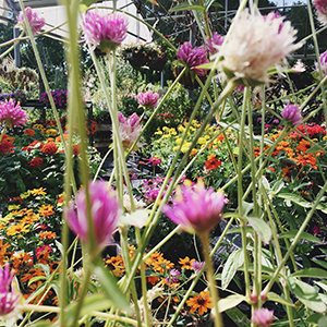 "close up shot of wildflowers"