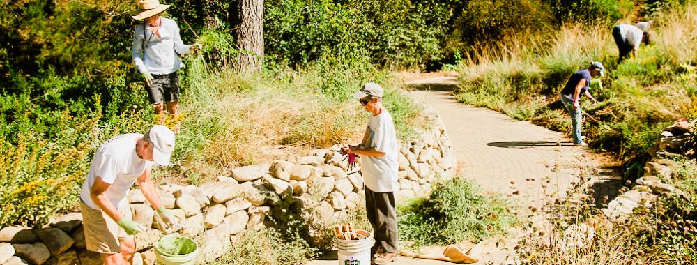 group of volunteers working in the uc davis arboretum