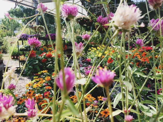 close up of colorful flowers