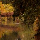 The UC Davis waterway and a bridge surrounded by yellow, green, and orange trees.