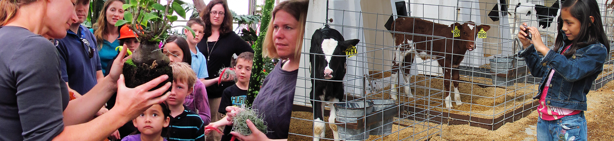 group of kids looking at a plant and visiting baby cows